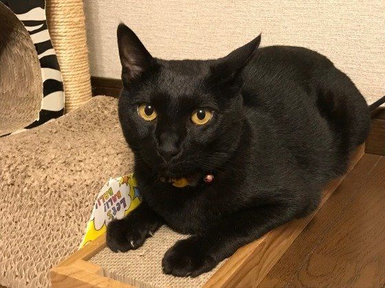 爪とぎでくつろぐジジ君