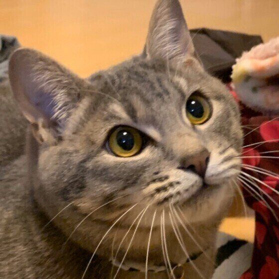 おもちゃに熱視線を送る大福ちゃん