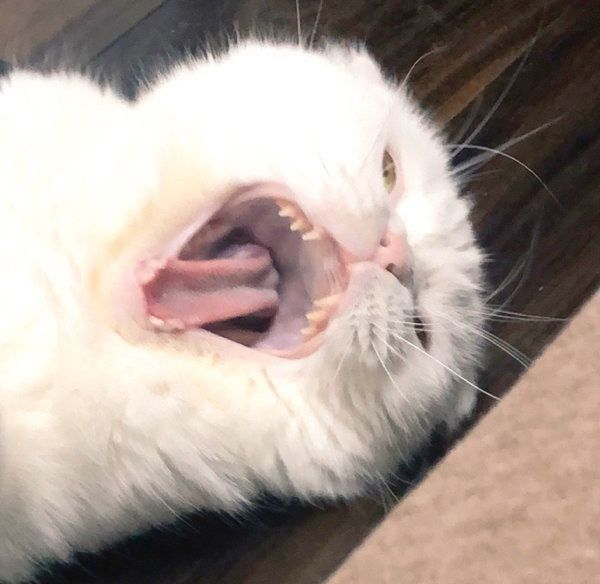 鬼の形相になるむくちゃん