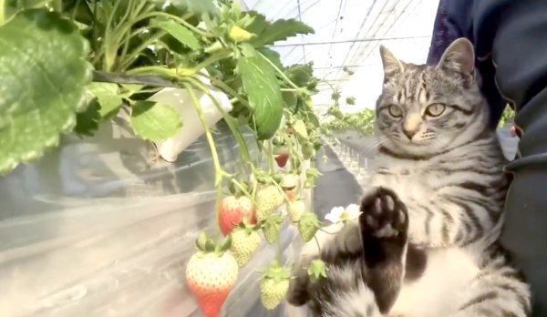 イチゴを見つめるコタローくん