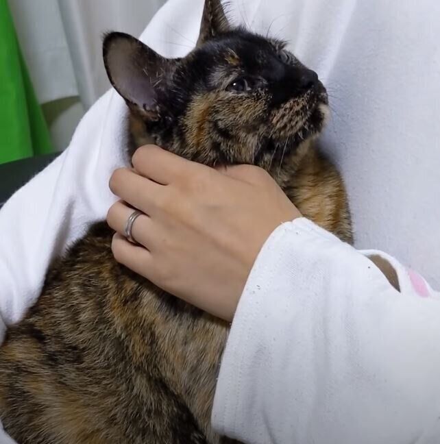 飼い主さんを見つめる猫