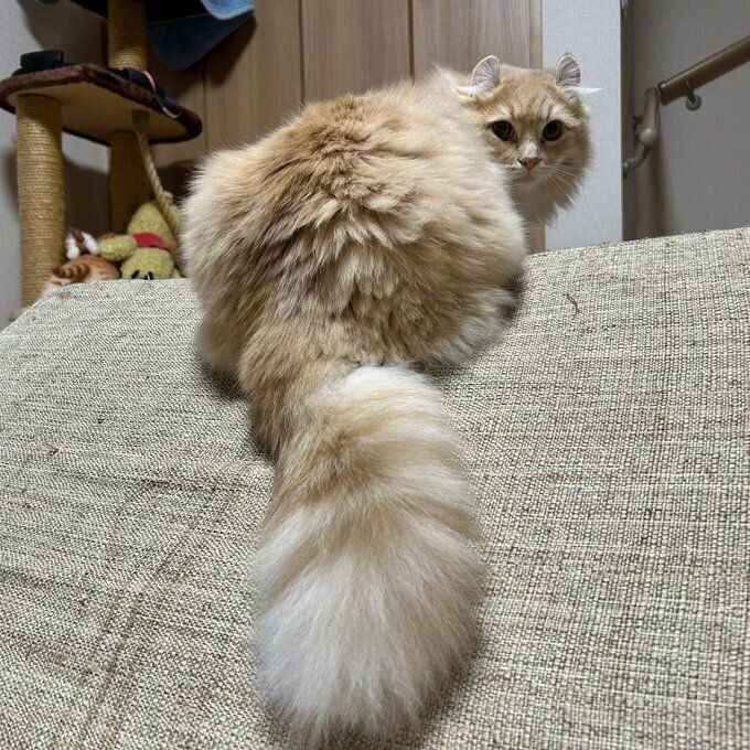 モフモフのしっぽが印象的　成長したチロルくん（撮影時生後9カ月）