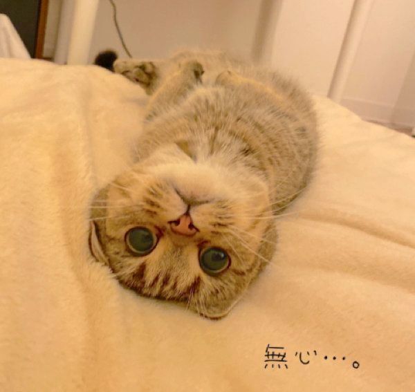 完全脱力するきなこちゃん