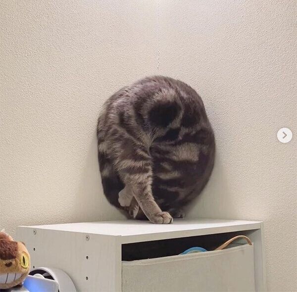 驚きの体勢を見せるヨルくん