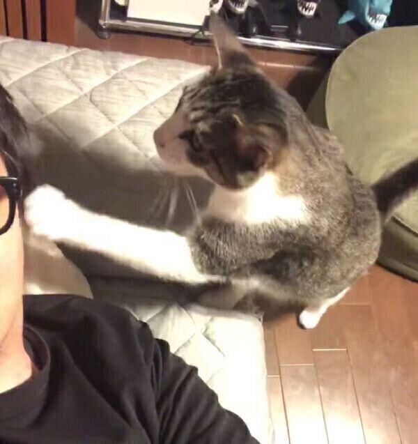 パパさんのことをトントン叩くシシまるくん