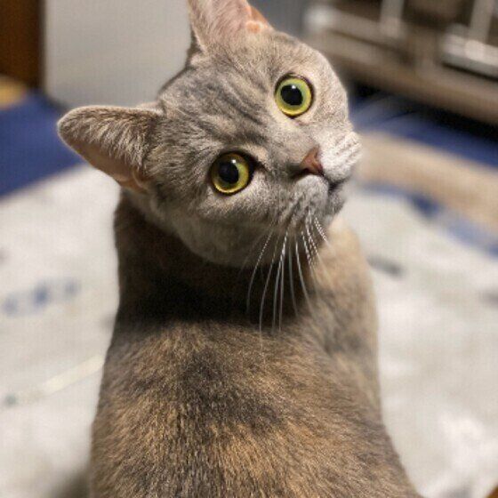 見つめるマンチカン