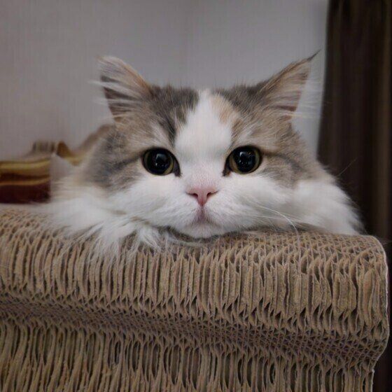 ミヌエットのラテちゃん