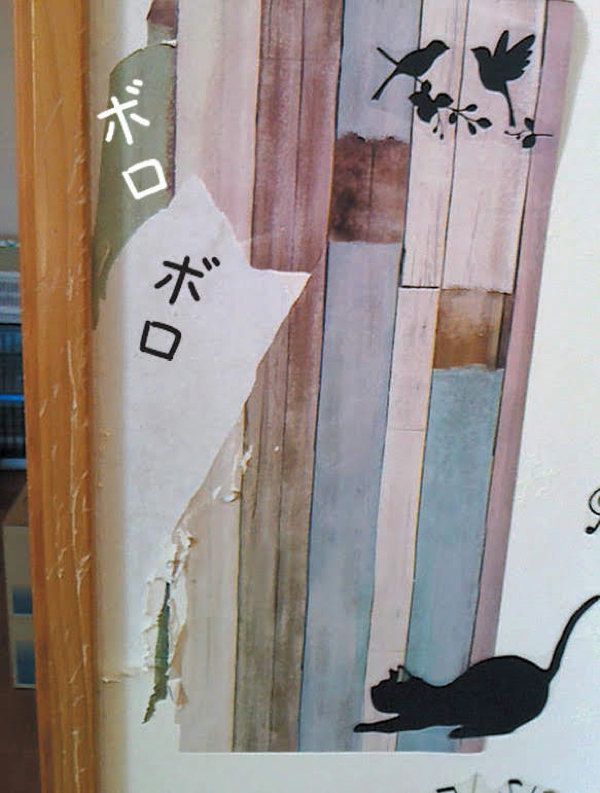 猫との暮らし　理想と現実