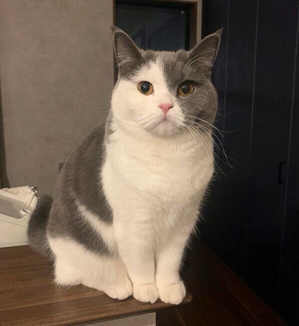 見つめるとろろちゃん