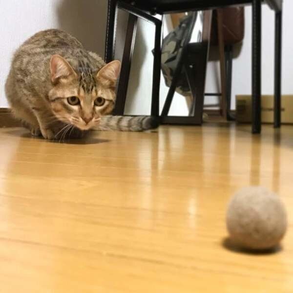 毛玉ボールを狙う猫