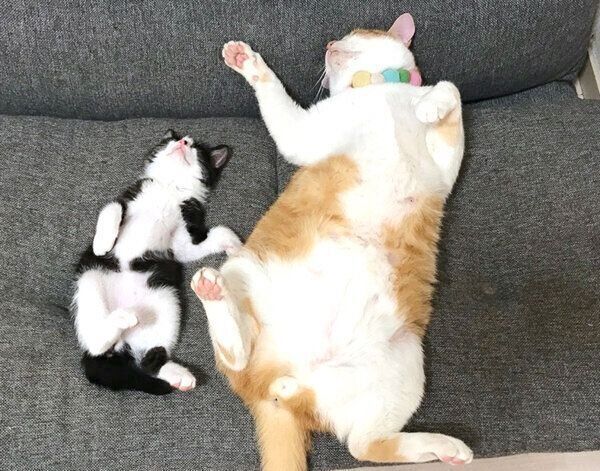 ヘソ天するむーくんとむぎくん