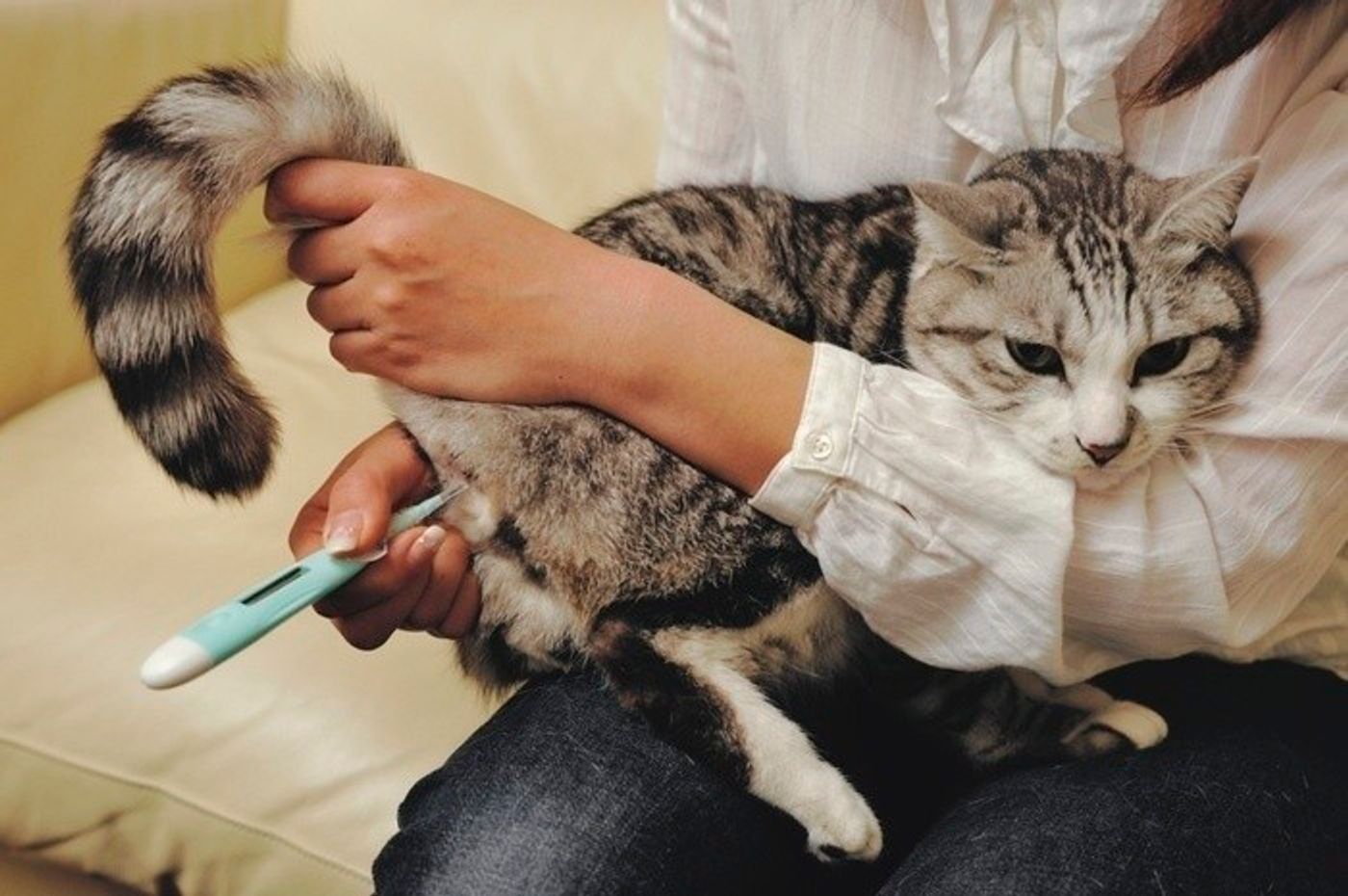 獣医師監修 猫の体の基本データ 体温 心拍数 体重の標準値と測り方 ねこのきもちweb Magazine 獣医師監修 猫の体の基本データ 体温 心拍数 体重の標準値と測り方 ねこのきもちweb Magazine