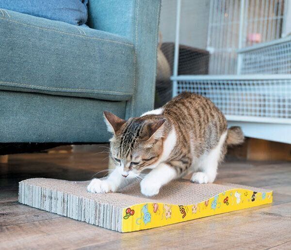 爪とぎをする猫