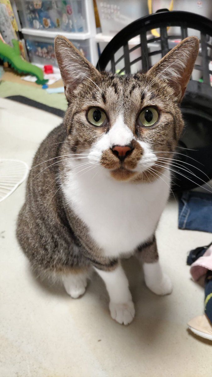 飼い主を見つめる猫