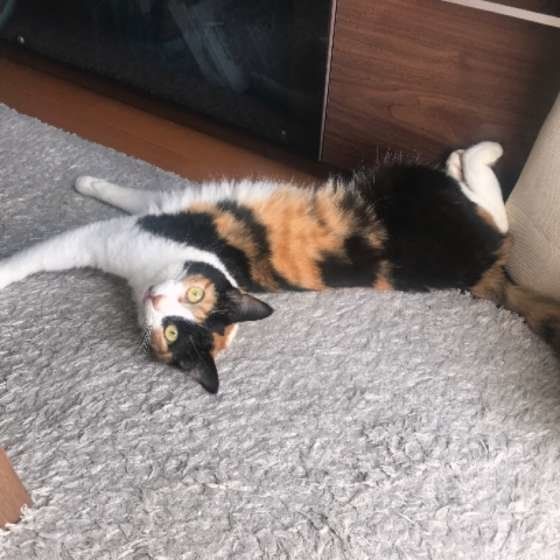 寝転がる三毛猫