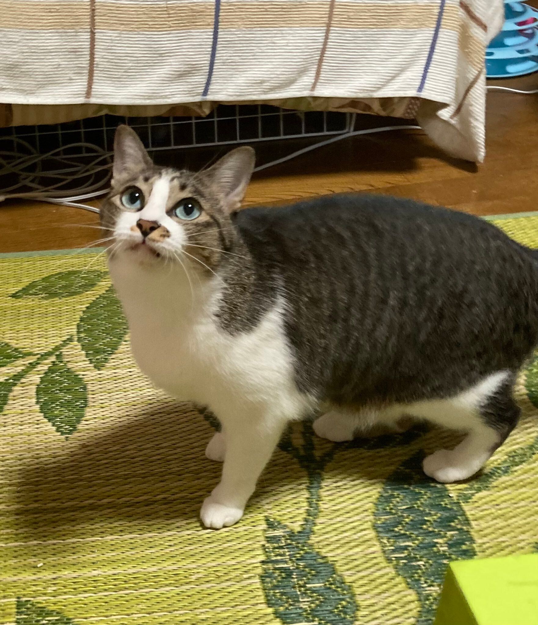 上の方を見る猫