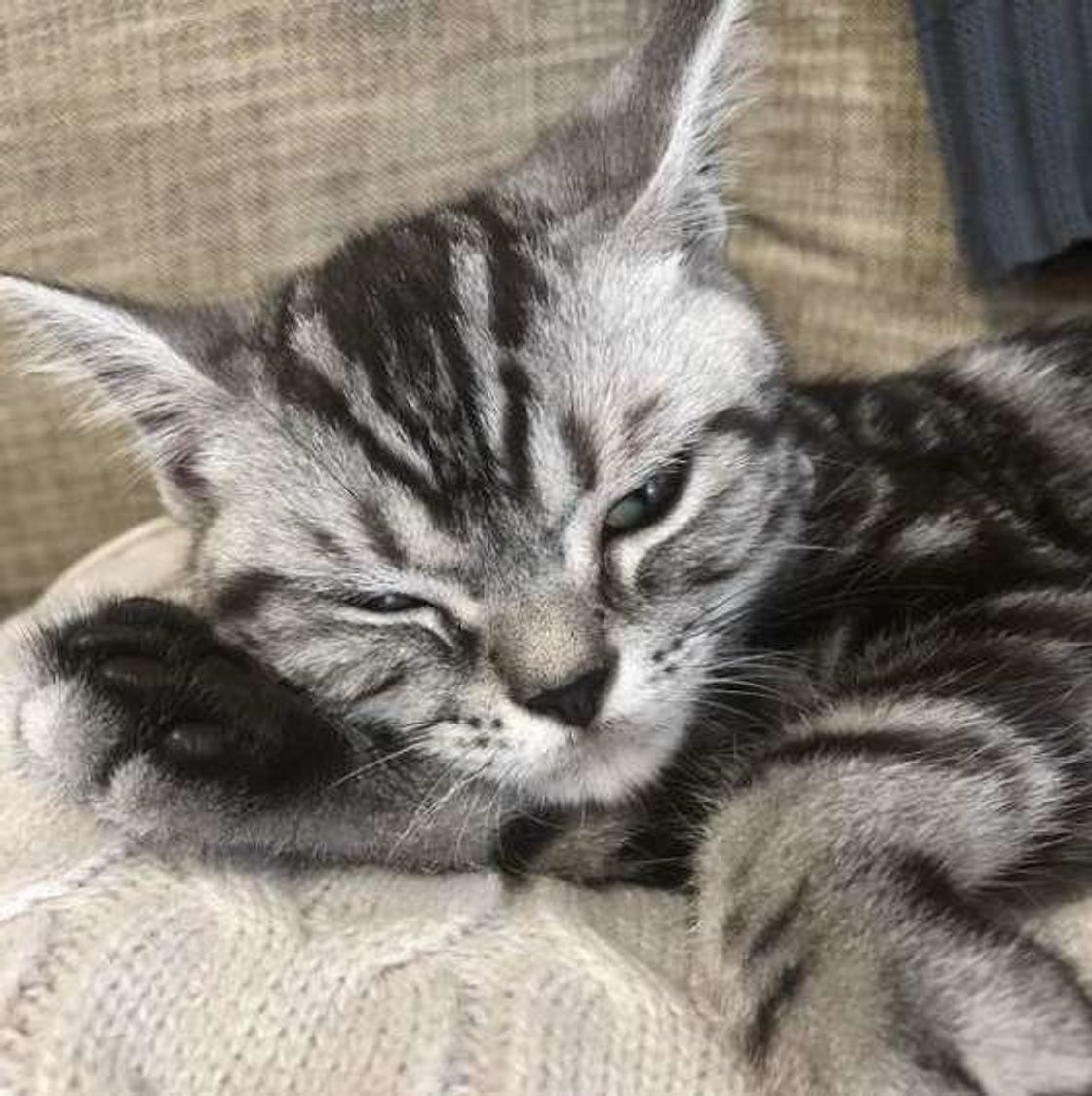 猫が飼い主さんの腕にギュッ 抱きつきたくなるのはどんな人 ねこのきもちweb Magazine 猫が飼い主さんの腕にギュッ 抱きつきたくなるのはどんな人 ねこのきもちweb Magazine