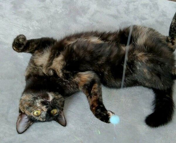 ねこじゃらしで遊ぶ月麦ちゃん。