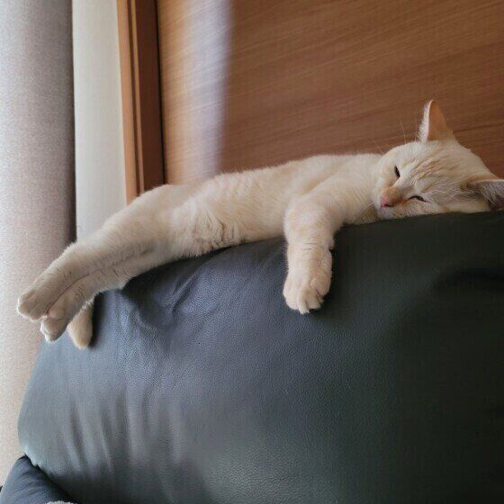 寝転がるジェイくん（マンチカン）