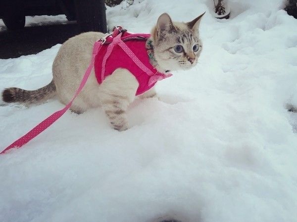 コタツで丸くなるのはもう古い？雪遊びが大好きなにゃんこ写真♪｜ね