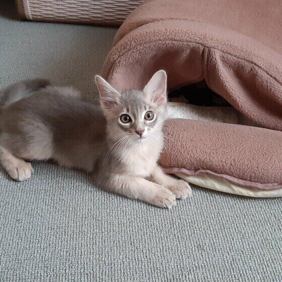 足を揃えて寝そべるソマリ