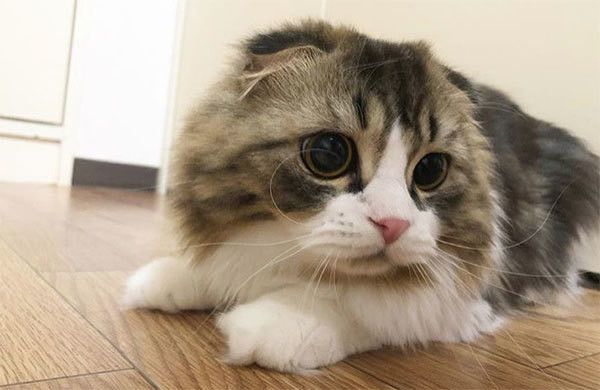 見つめるスコティッシュフォールド