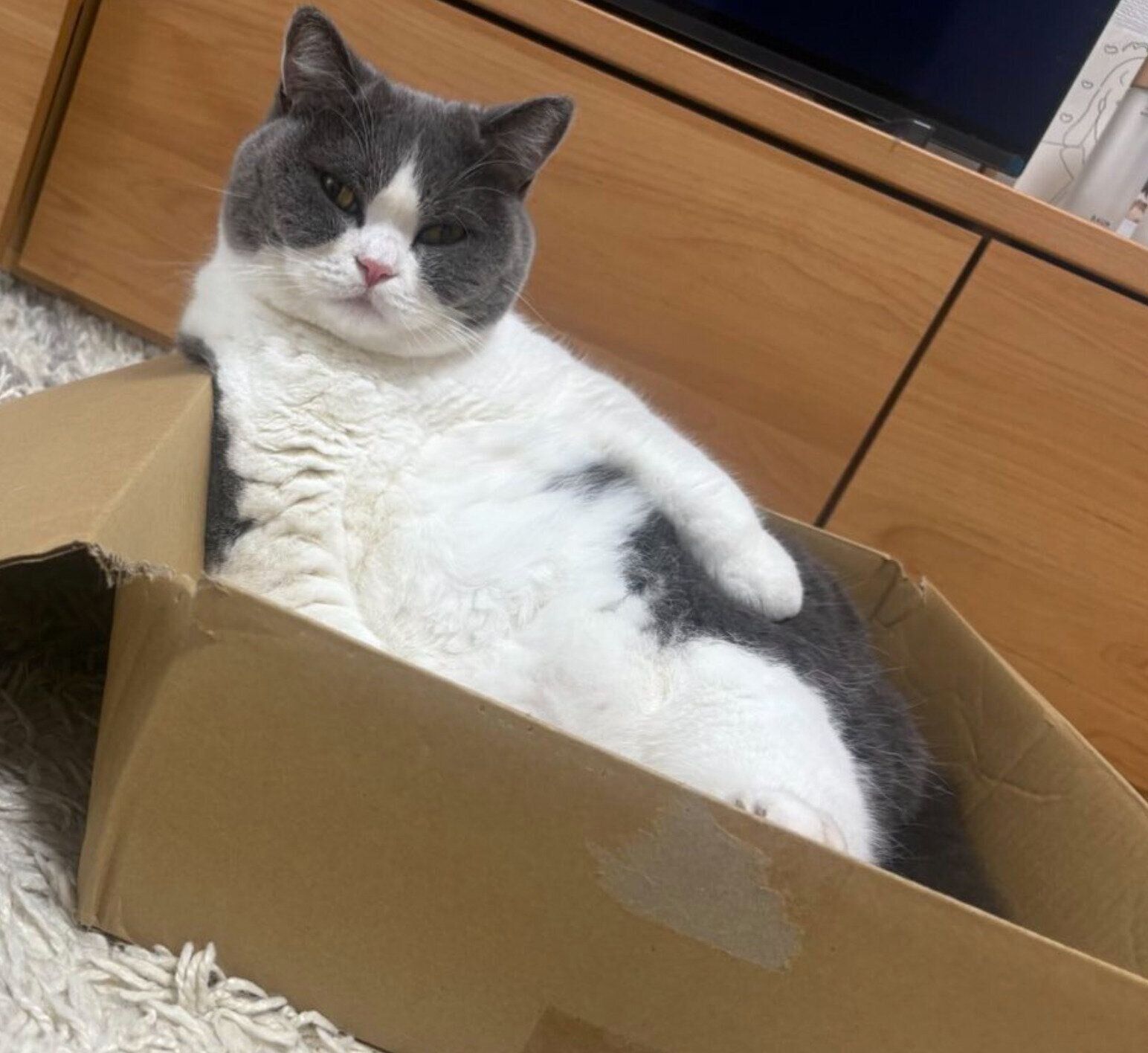 ダンボール箱の中に入るもずくくん