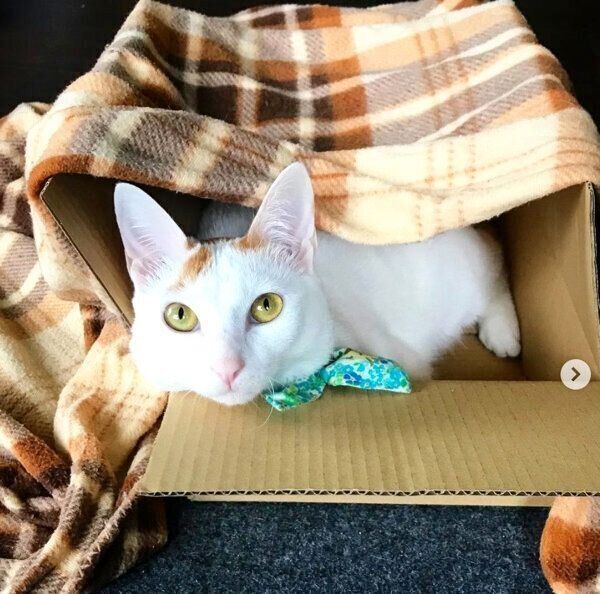 箱の中に入るサニちゃん