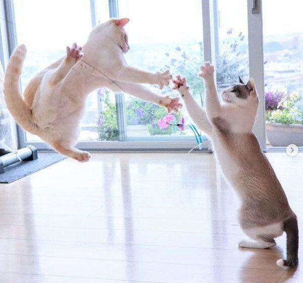 じゃれ合うチャコたんとすず香ちゃん