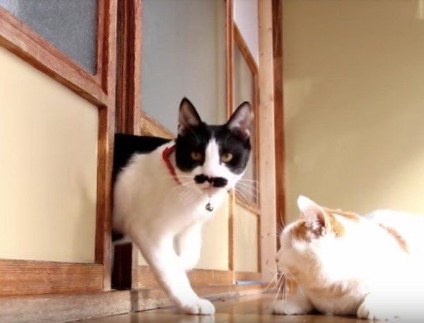 出たり入ったりニャンズ