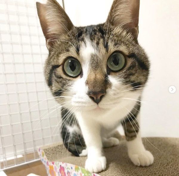 まんまるお目めの猫