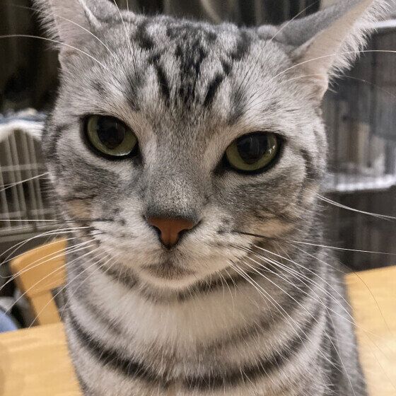 アメリカンショートヘアのレオンくん