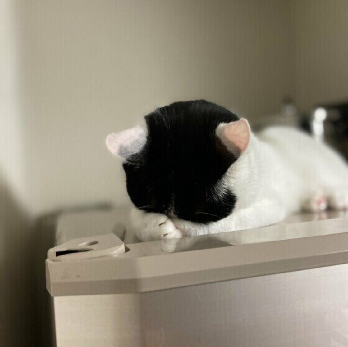 ごめん寝 スタイルで寝る猫 苦しくないの 注意が必要な場合の見分け方を解説 ねこのきもちweb Magazine ごめん寝 スタイルで寝る猫 苦しくないの 注意が必要な場合の見分け方を解説 ねこのきもちweb Magazine