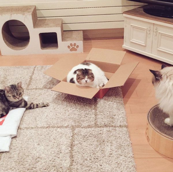 謎の会議をする猫