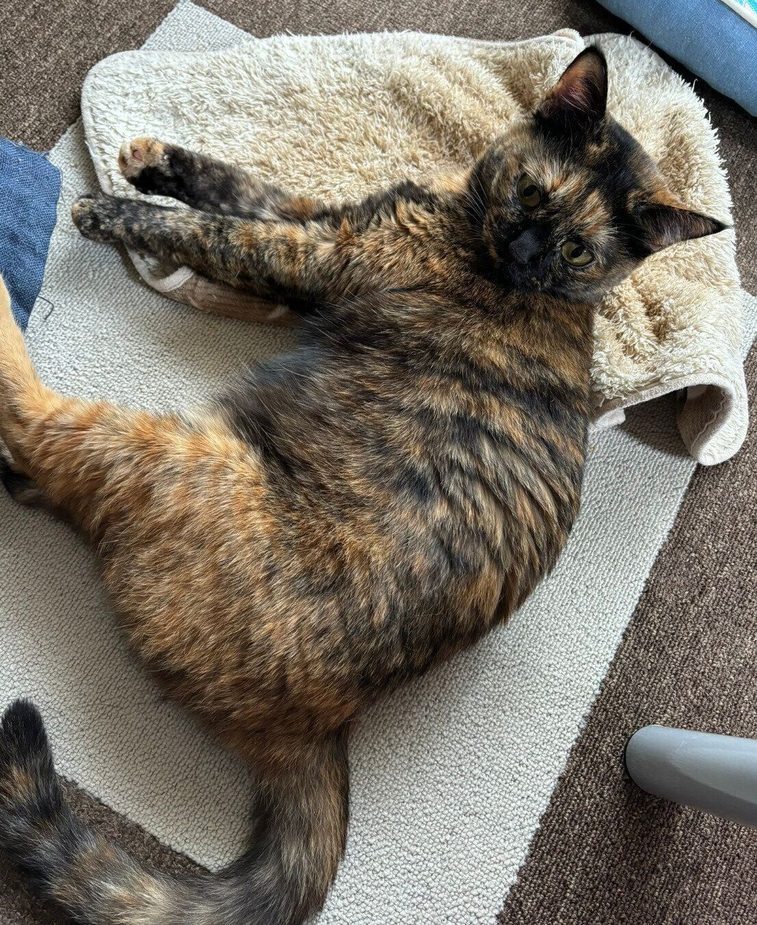 眠そうなまるちゃん