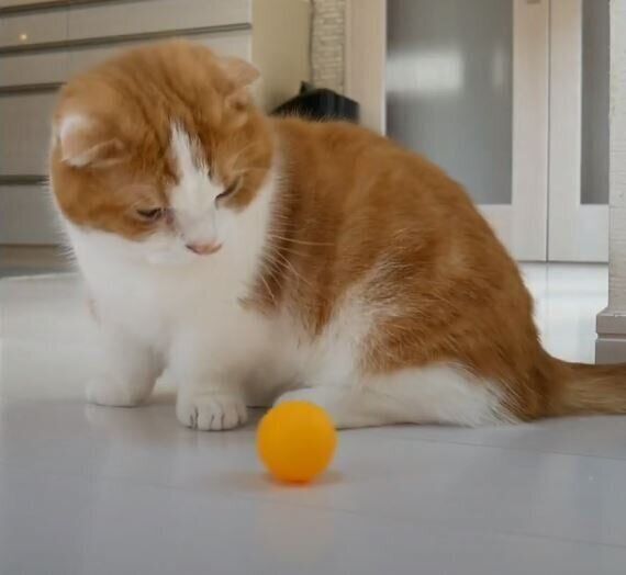 ピンポン玉で遊ぶ猫