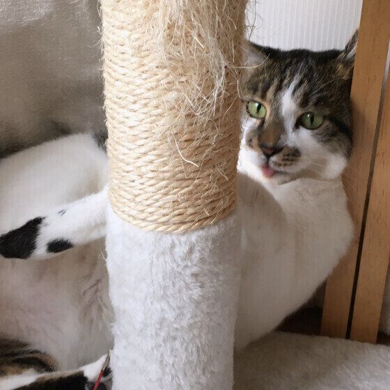 舌が出ているうしまるちゃん