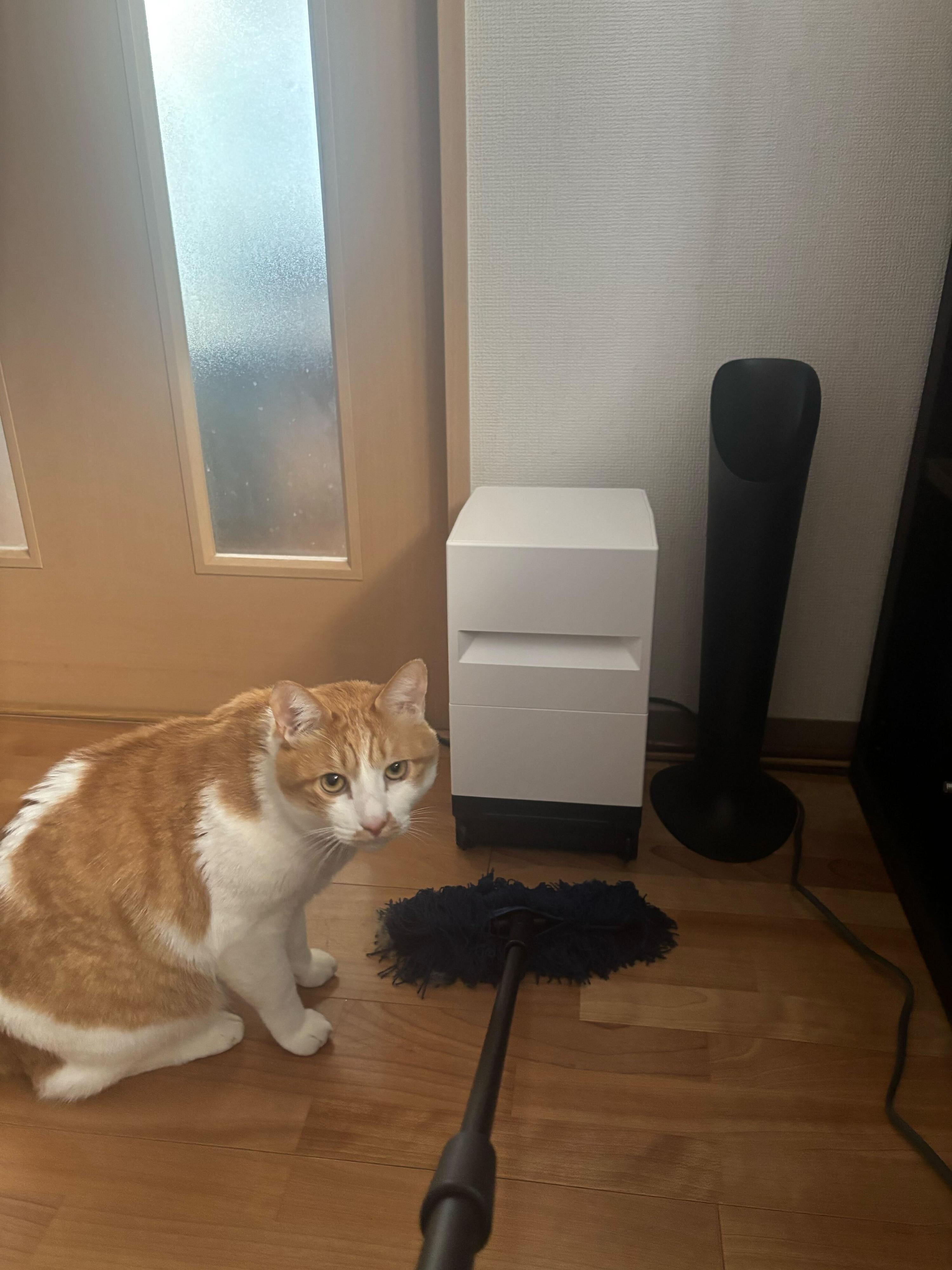 試したのは編集スタッフSと愛猫のポン太（オス・４才）