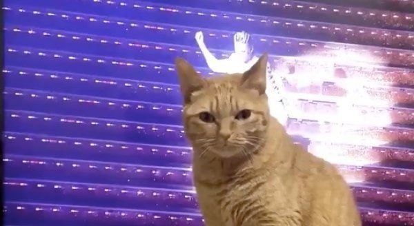 テレビの前に座るポン子ちゃん