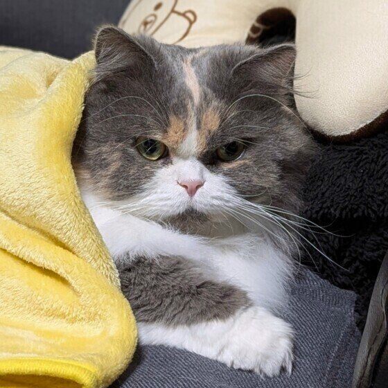 サイベリアンの 麗（うらら）ちゃん