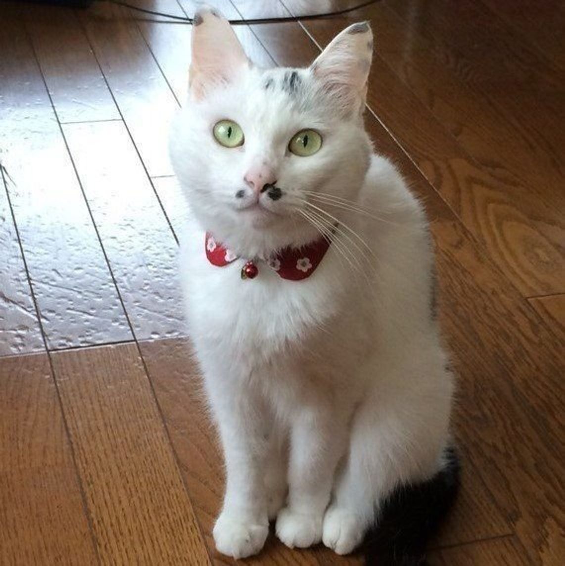 やさしいつけ心地 ねこちゃんのつけえり で可愛くおめかし ねこのきもちweb Magazine やさしいつけ心地 ねこちゃんのつけえり で可愛くおめかし ねこのきもちweb Magazine