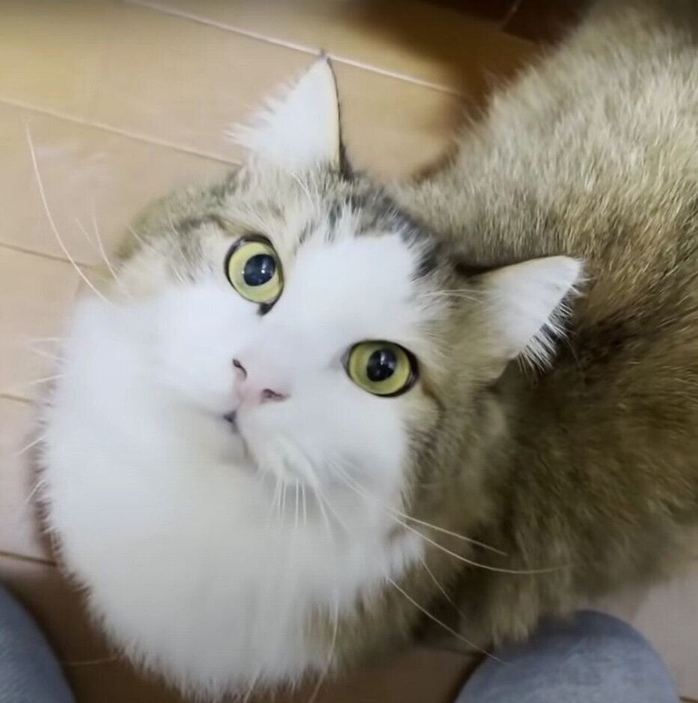 パパさんのことが好き過ぎるマンチカン 抑えきれない気持ちが鳴き声に溢れる ねこのきもちweb Magazine パパさんのことが好き過ぎるマンチカン 抑えきれない気持ちが鳴き声に溢れる ねこのきもちweb Magazine