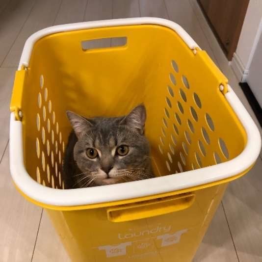 かごに入るアメリカンショートヘア