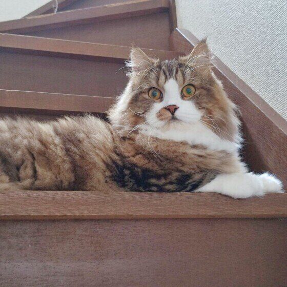 くつろぐスコティッシュフォールド・ロングヘア