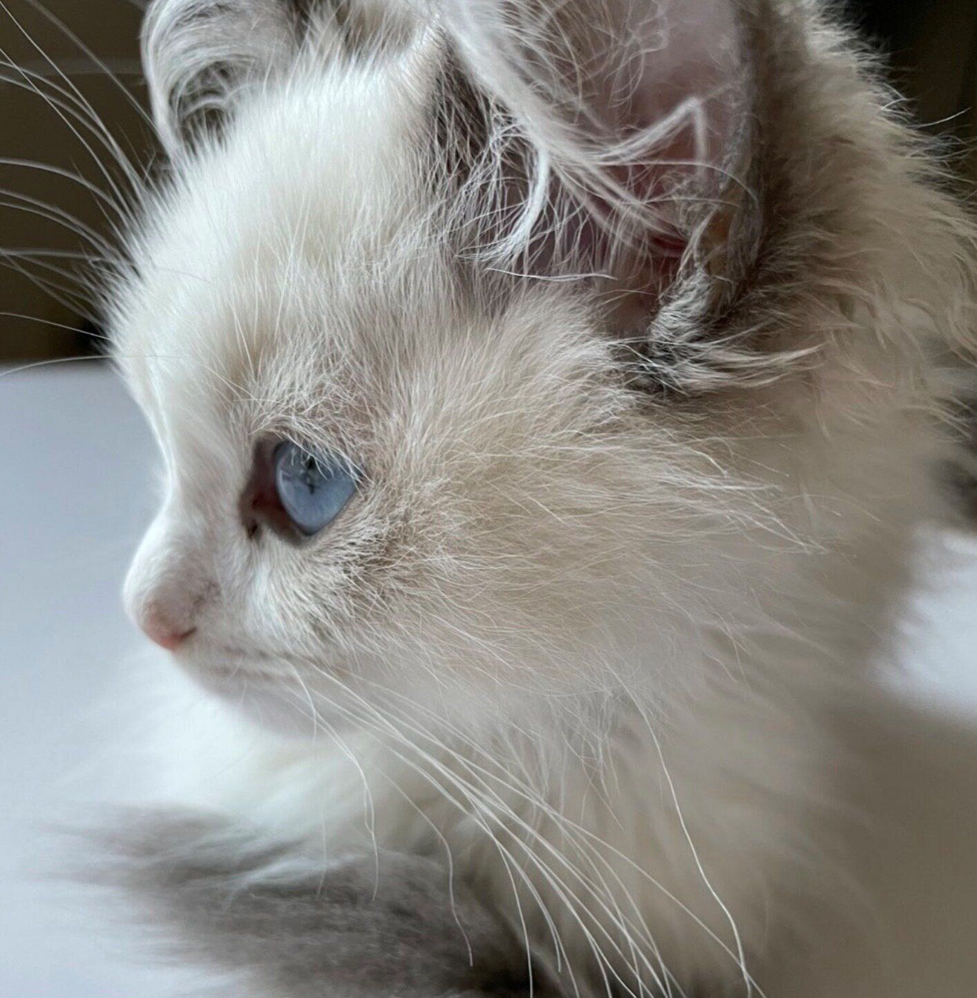 子猫時代のジニくん