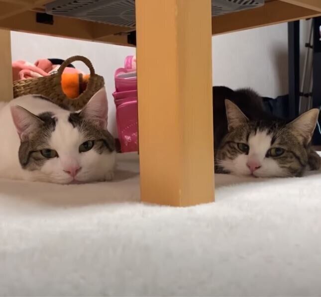 カーペットで溶ける猫