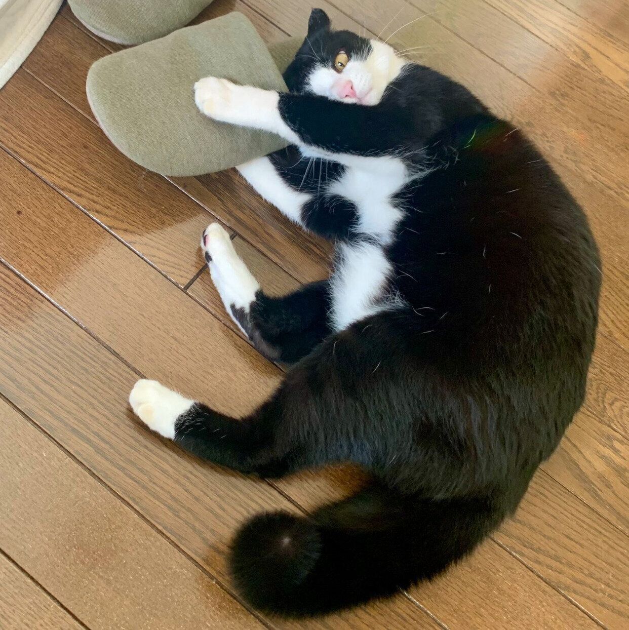 新品のスリッパを“検品”するカツオくん