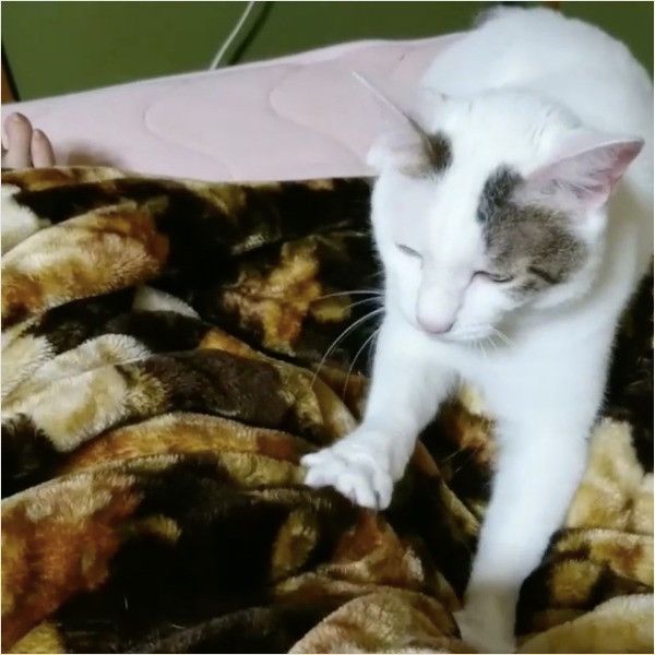 ふみふみニャンコ