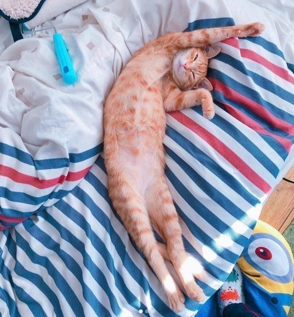 おもしろいポーズで眠る猫