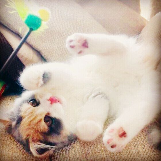 じゃらしで遊ぶスコティッシュフォールド